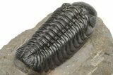 Detailed Austerops Trilobite - Top Quality Specimen #225377-3